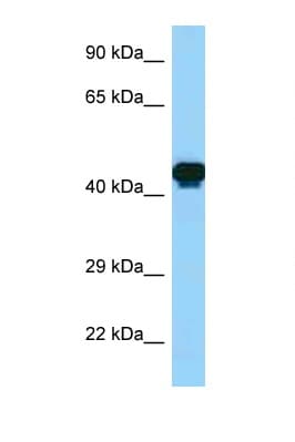 GORAB / SCYL1BP1 Antibody (aa315-364)