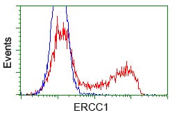 ERCC1 Antibody (clone OTI3F2, Carrier-free)