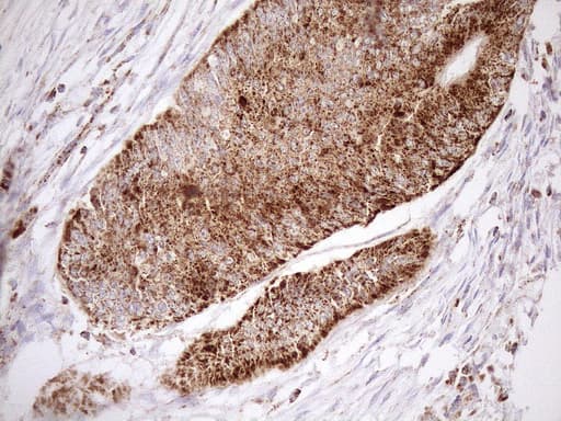 SHMT / SHMT2 Antibody (clone OTI3E9)