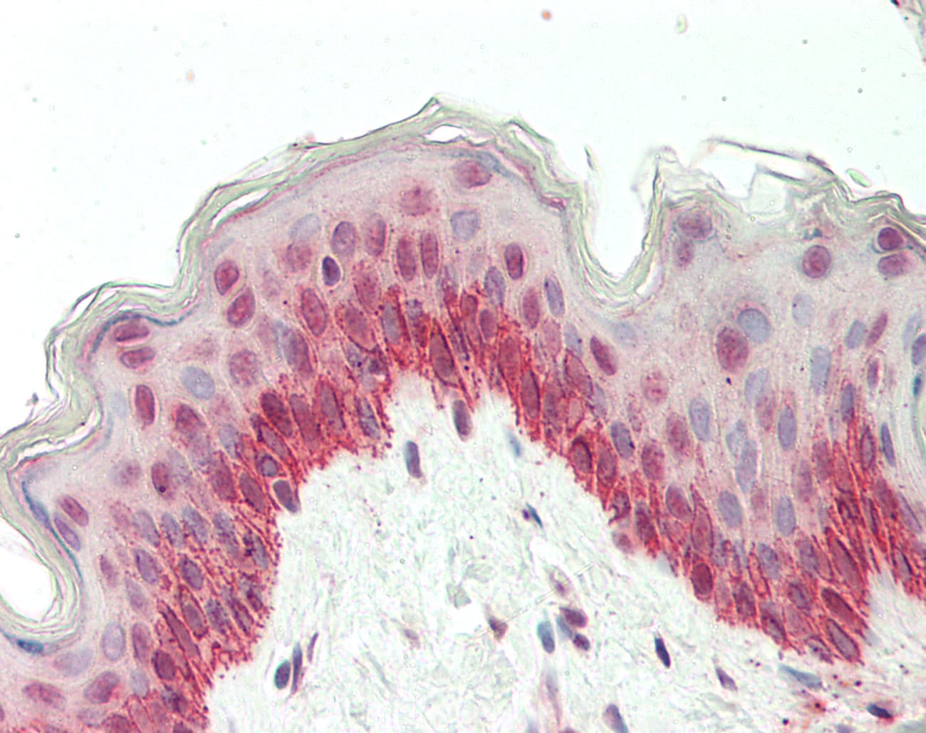 IHC-plus™ Polyclonal Rabbit anti-Human BRD9 Antibody (aa547-597, IHC, WB)