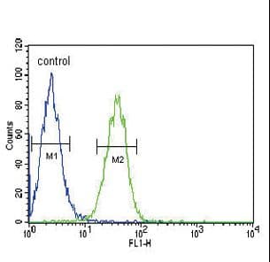 COMP / THBS5 Antibody (aa314-343)