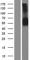 CSF2RA / CD116 Protein (Over-Expression Lysate Myc-DDK (Flag))