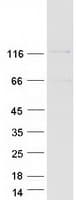 Human SEC31A / HSPC275 Protein (Recombinant Myc-DDK (Flag))