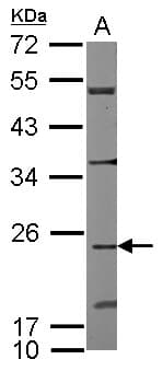 CDC42EP2 Antibody