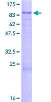 Human USP49 Protein (Recombinant GST)