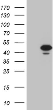 STX18 / Syntaxin 18 Antibody (aa1-285, clone OTI2B5, Carrier-free)