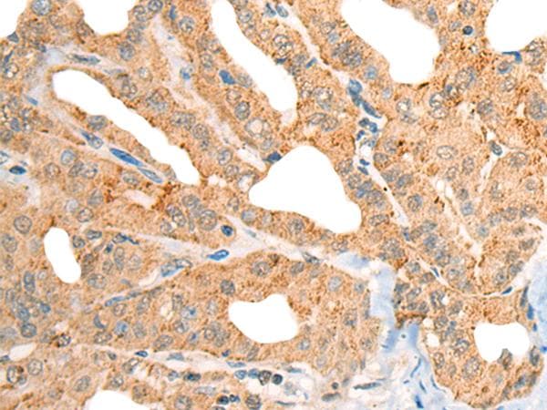 CECR1 Antibody