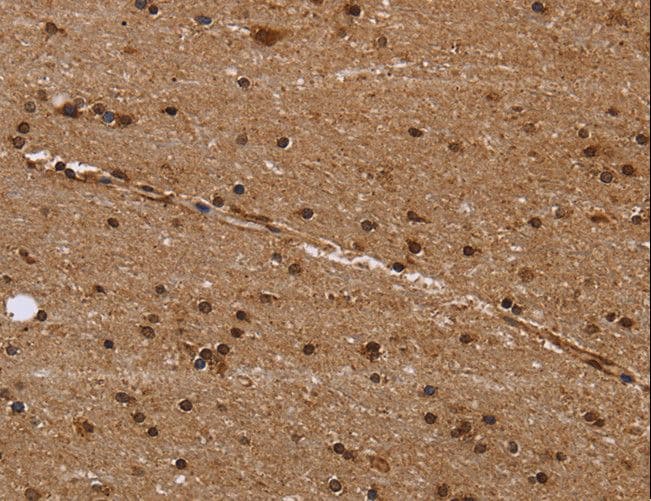 EIF3H / EIF3S3 Antibody