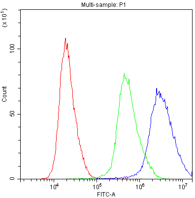 PRX / Periaxin Antibody