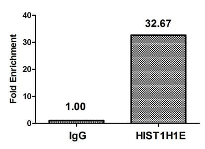 HIST1H1E Antibody