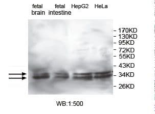 KCTD17 Antibody (aa67-230)