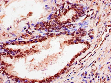 PDEF / SPDEF Antibody (aa145-247)