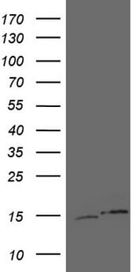 UBA52 Antibody (aa77-128, clone OTI4E1)