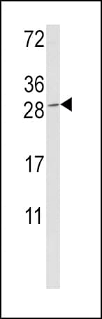 Polyclonal Rabbit anti-Human GZMM / Granzyme M Antibody (aa84-113, IHC, WB)