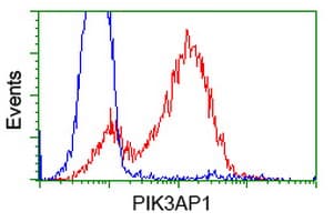 Monoclonal Mouse anti-Human BCAP / PIK3AP1 Antibody (clone OTI7A11, IHC, IF, WB)