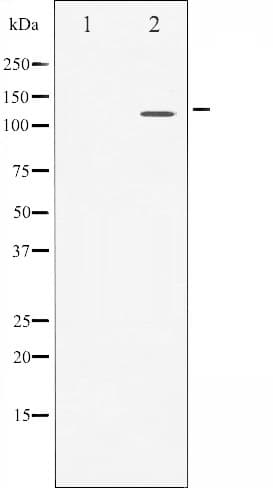 NFAT4 / NFATC3 Antibody