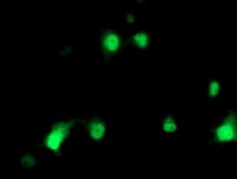 HSPBP1 Antibody (clone OTI3E1)