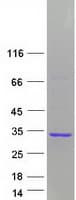 Human GAS41 Protein (Recombinant Myc-DDK (Flag))