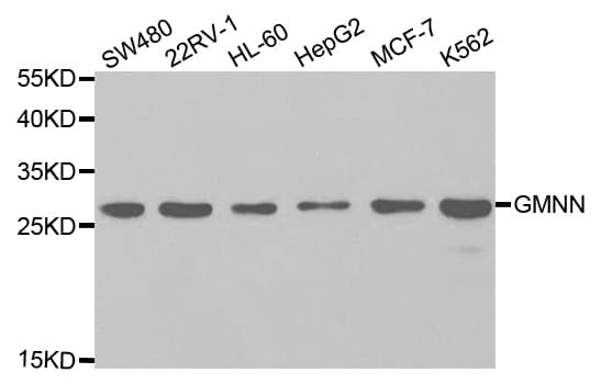 Geminin Antibody
