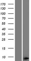 THAP1 Protein (Over-Expression Lysate Myc-DDK (Flag))