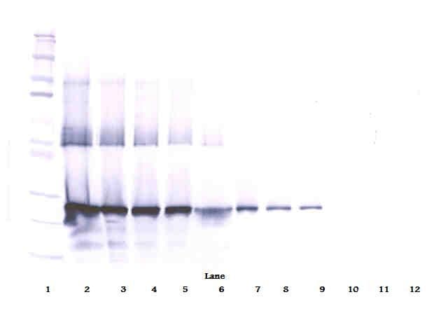 CCN5 Antibody (Biotin)