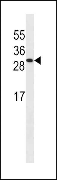 ISOC2 Antibody (aa159-188)