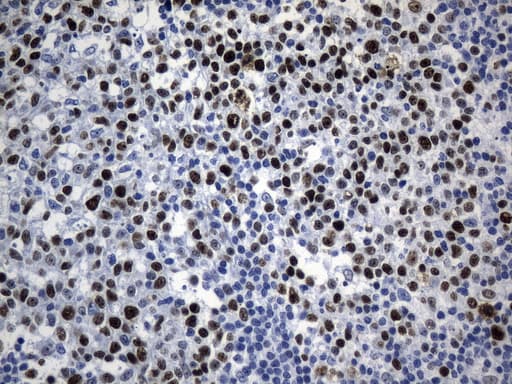 MCM2 Antibody (clone UMAB238, Carrier-free)