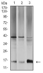 Monoclonal Mouse anti-Toxoplasma gondii TRAG3 / CSAG2 Antibody (clone 1D12B8, WB)