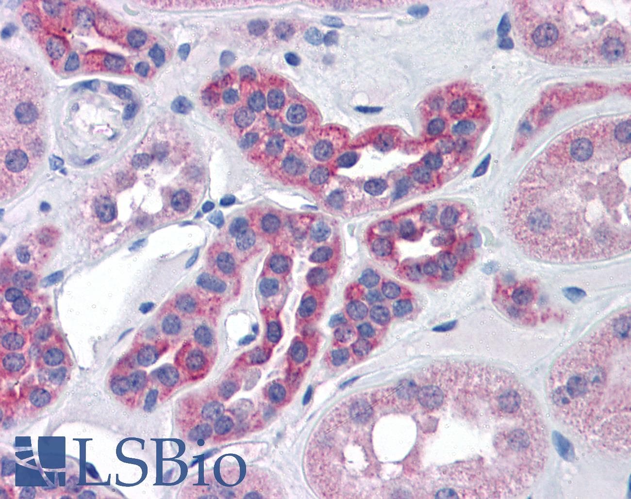 IHC-plus™ AGAP2 / PIKE Antibody (aa46-60)