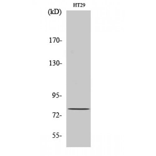 NCBP1 / CBP80 Antibody (1-80 aa, N-terminal)