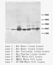 BBC3 / PUMA Antibody (C-Terminus)