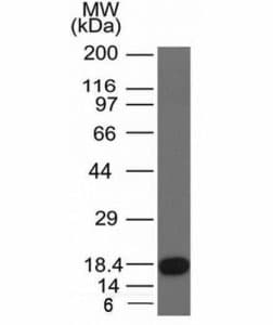 c-Kit / CD117 Antibody (aa100-300, clone KIT/982)