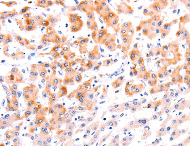 EFNA1 / Ephrin A1 Antibody