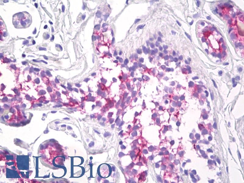 IHC-plus™ EMA / MUC1 Antibody (clone 175C5)