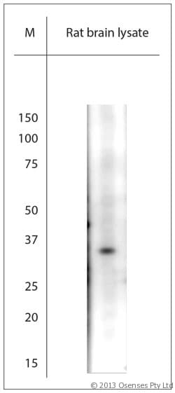 TAAR1 / TA1 Antibody (aa200-250)