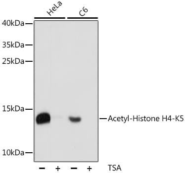 HIST2H4A Antibody