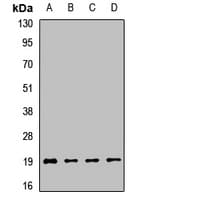 POLR2G / RPB7 Antibody