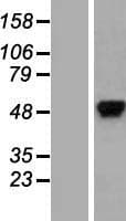 HNRNPK / hnRNP K Protein (Over-Expression Lysate Myc-DDK (Flag))