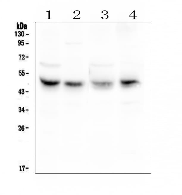 CXADR Antibody (aa313-328)