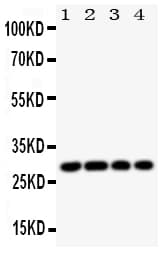 HLA-DMB Antibody (aa81-100)