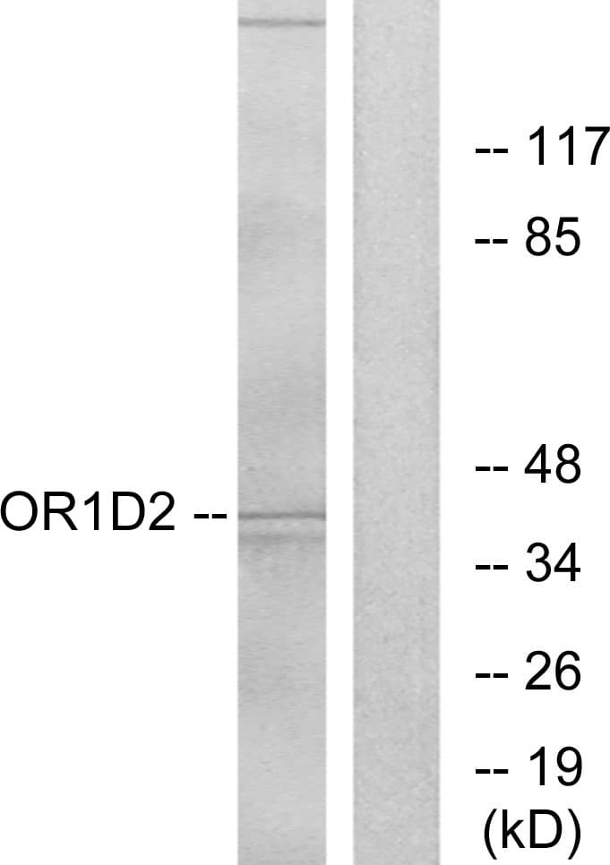 Polyclonal Rabbit anti-Human OR1D2 Antibody (aa201-250, IF, WB)