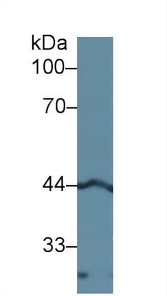 LEFTYB / LEFTY1 Antibody (aa78-361)