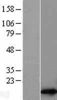 RPL30 / Ribosomal Protein L30 (Over-Expression Lysate Myc-DDK (Flag))