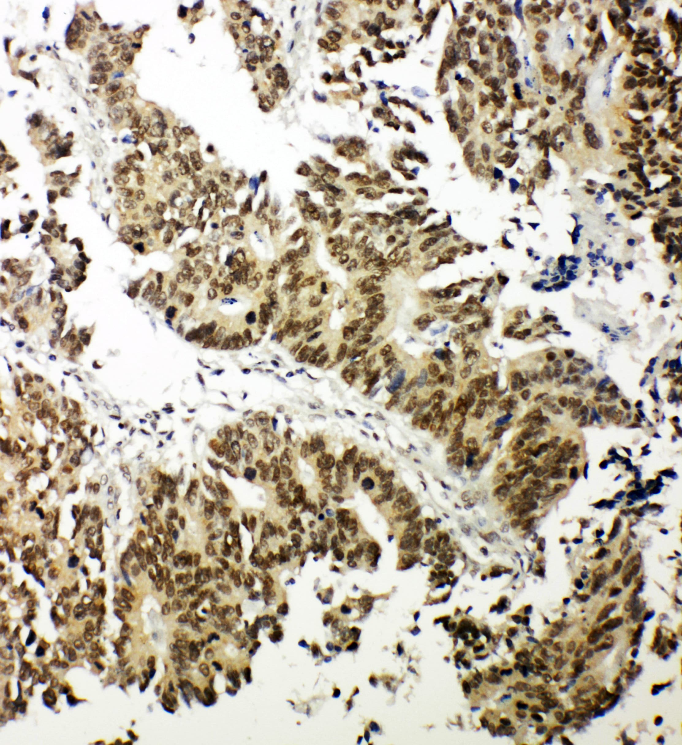 NRF1 / NRF-1 Antibody (aa272-288)