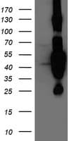 HMOX2 / Heme Oxygenase 2 Antibody (clone OTI4H8)