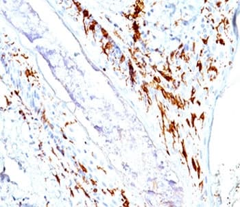 CD1A Antibody (clone O10 + C1A/711, Azide-free, BSA-free)