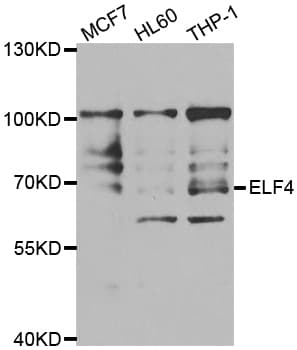 Polyclonal Rabbit anti-Human ELF4 / MEF Antibody (IHC, IF, WB)