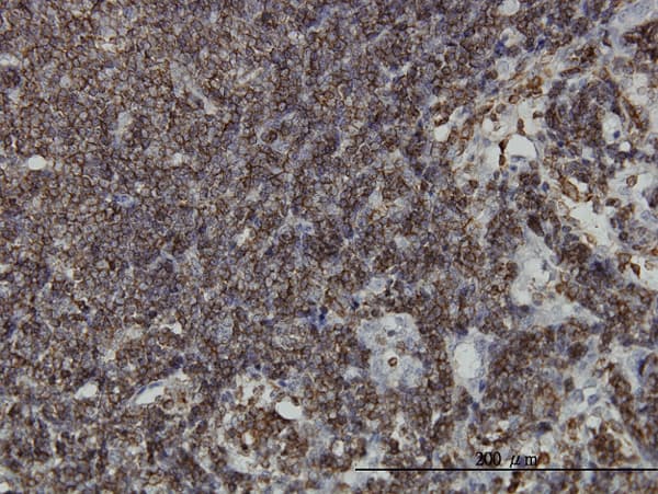 HCLS1 Antibody (clone 2A6)