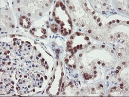 RBPMS / Hermes Antibody (clone OTI3B7)
