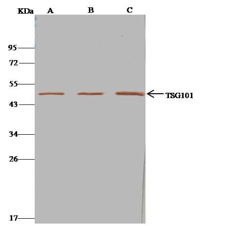 TSG101 Antibody (Preservative Free)